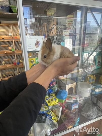 Декоративные кролики малыши