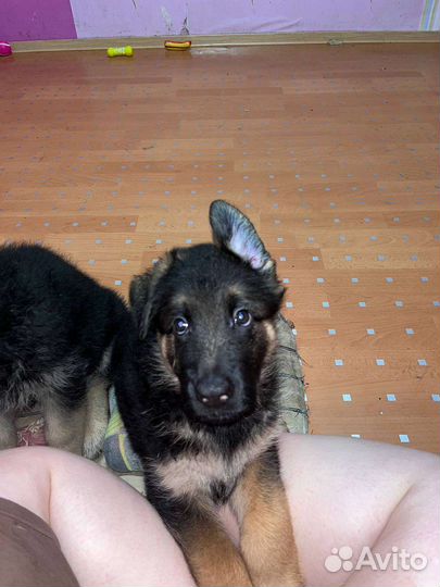 Немецкая овчарка