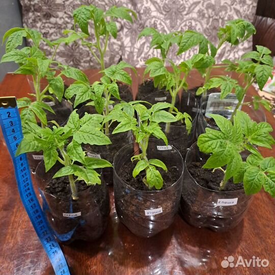 Рассада помидор