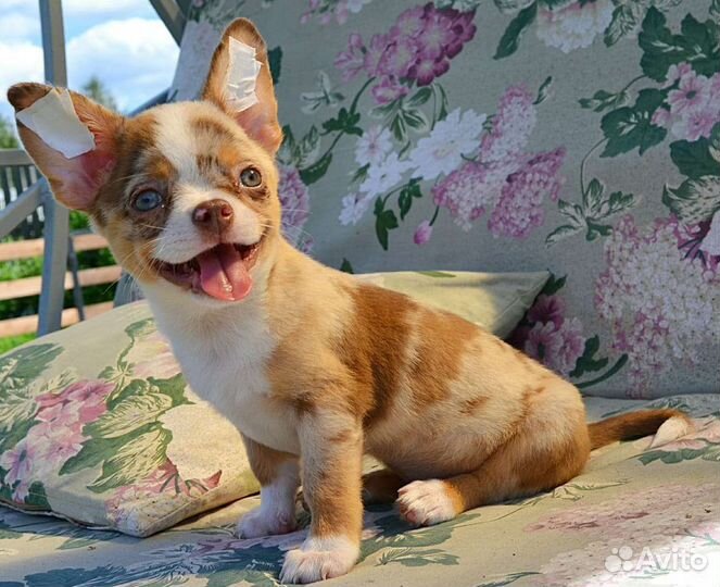 Щенки чихуахуа