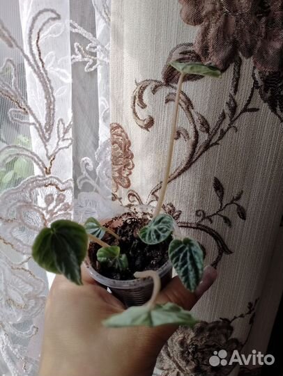 Пеперомия сморщенная