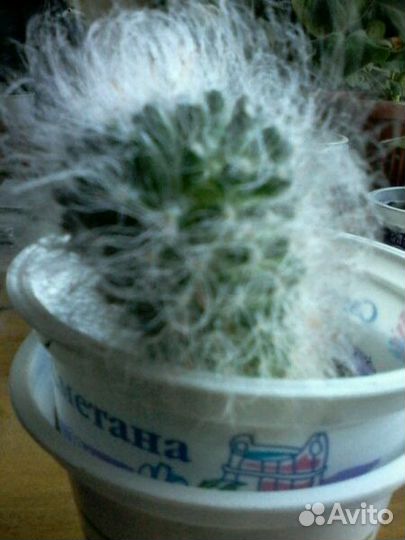 Пушистый кактус