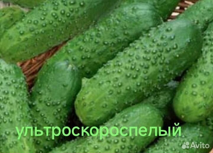 Рассада огурцов