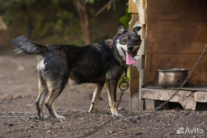 Собака в добрые руки