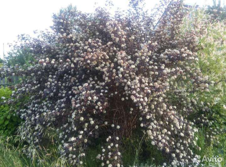 Пузыреплодник калинолистный