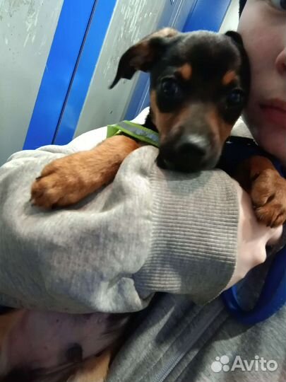 Возьму на передержку