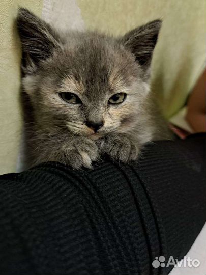 Отдам в добрые руки