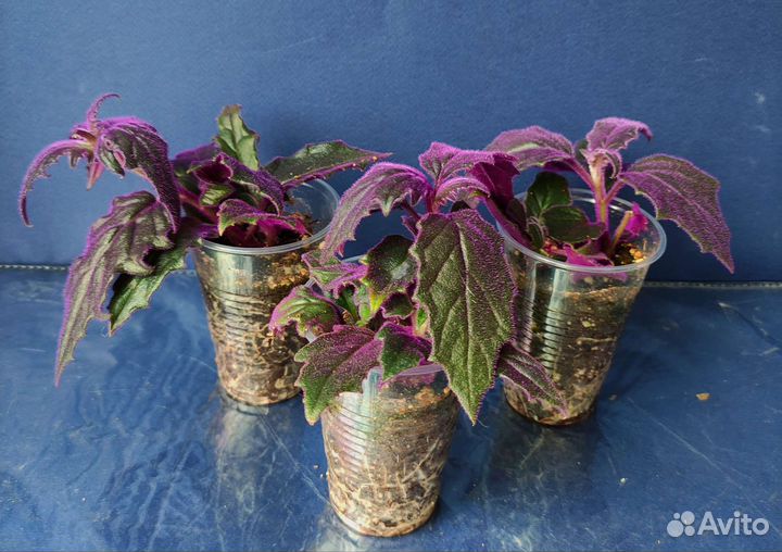 Фиолетовое счастье (Гинура)