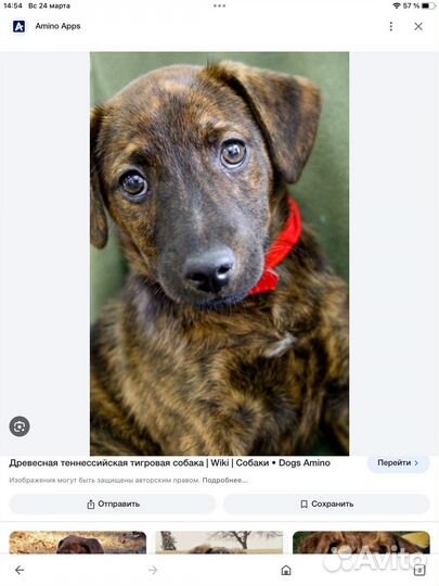Собака молодая