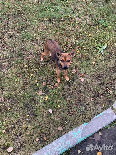 Собака в добрые руки