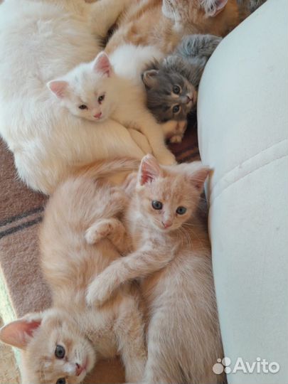 Дарю котят