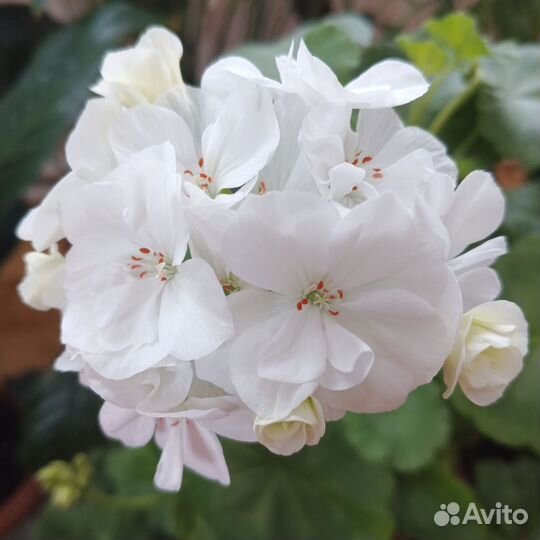 Пеларгония герань