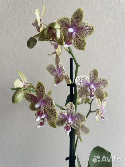 Орхидея фаленопсис мультифлора кусто