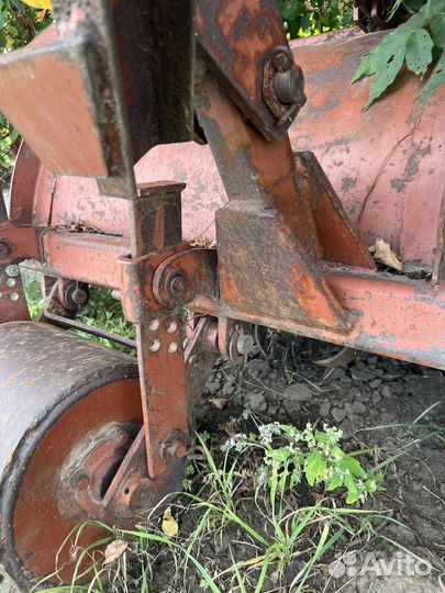 Болотная фриза