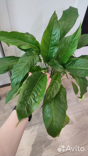 Спатифиллум