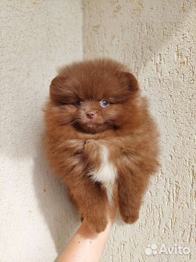 Померанский шпиц медвежьего типа