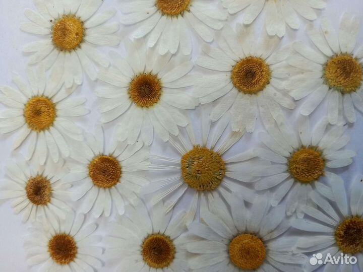 Сухоцветы для творчества. Гербарий