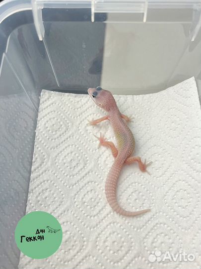 Эублефар малыш