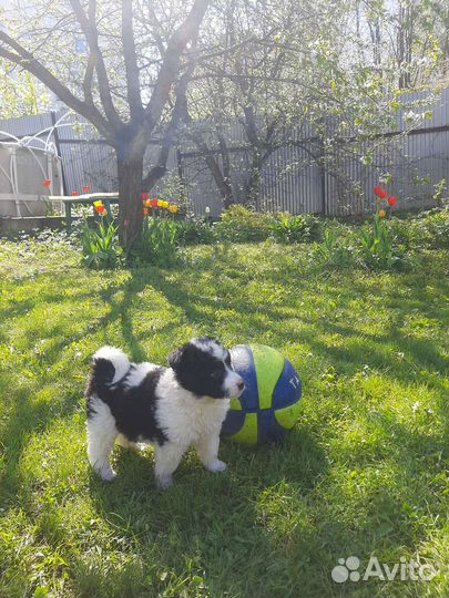 Мальчики панды В Добрые руки