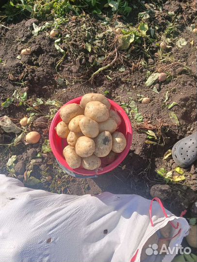 Продам картофель