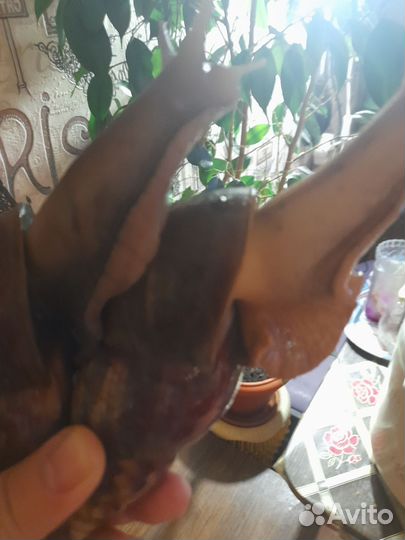 Улитки ахатины