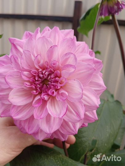 Георгины клубни и на срез, лилейники