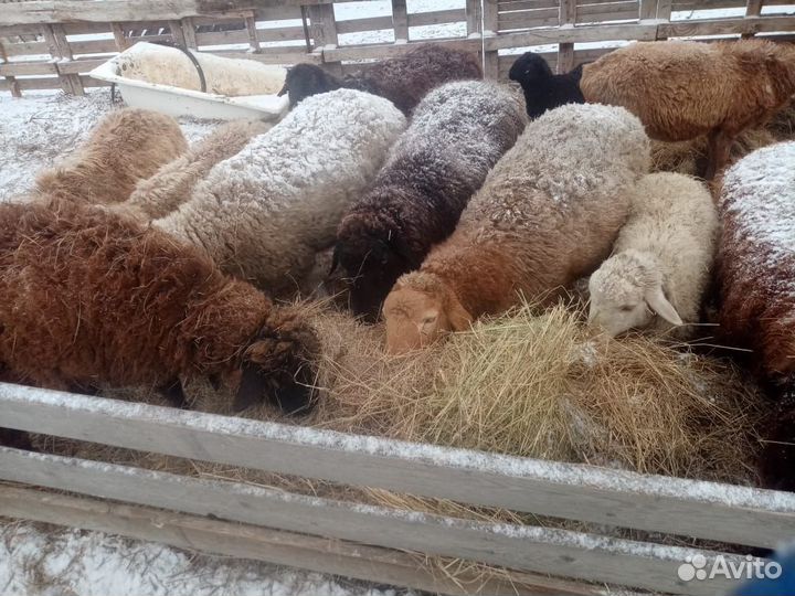 Овцы бараны