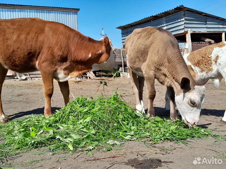 Телочки и бычек. Корова молочная