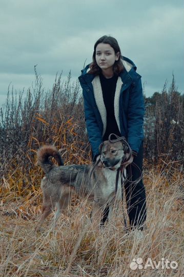 Передержка животных