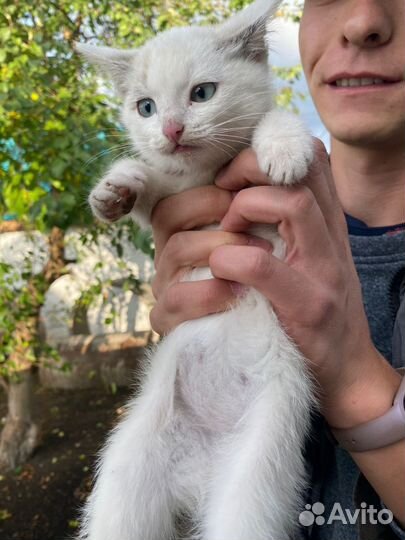 Котята кошка котенок