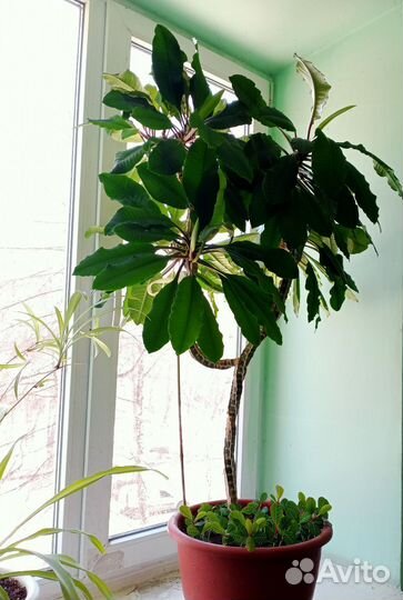 Молочай, хлорофитум