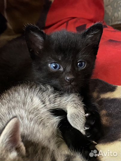 Отдам пушка в добрые руки