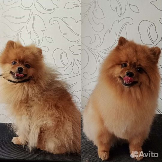 Стрижка собак/Груминг/Грумер