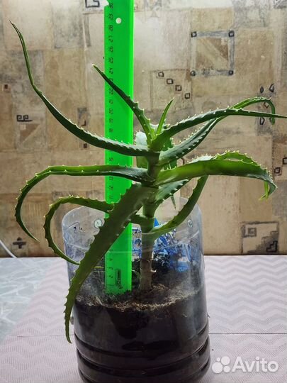 Алоэ древовидный столетник