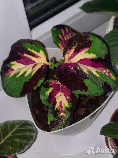 Колеусы Аватар, Мозвйка и др