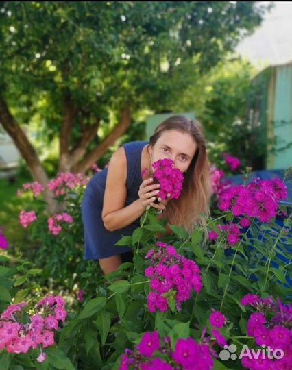 Многолетние цветы