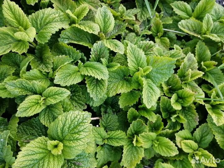 Растения Эстрагон Мята Мелисса Укроп зонтики