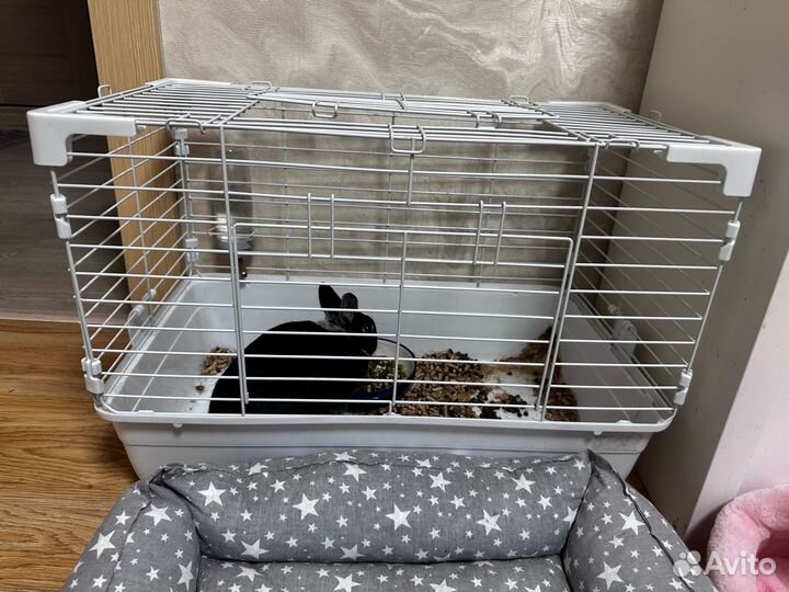 Декоративный кролик минор