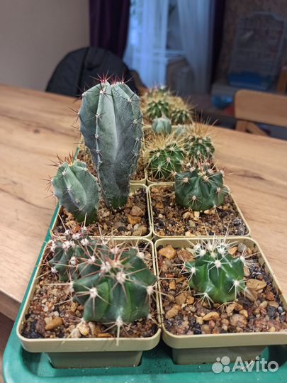 Кактусы микс