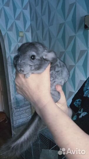 Шиншилла