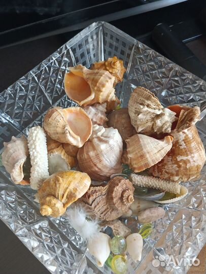 Морские ракушки, разные