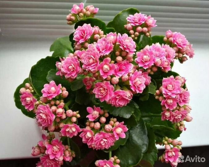 Комнатные растения