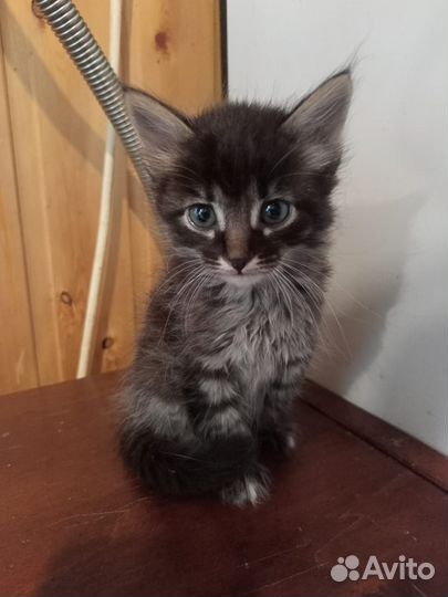 Котята ищут семью