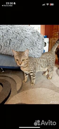 Бенгальская кошка в добрые руки