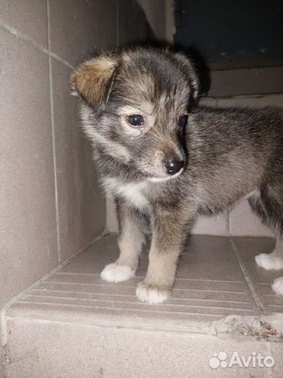 Собака в добрые руки щенок