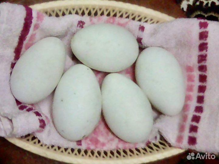 Инкубационное яйцо гусей домашн