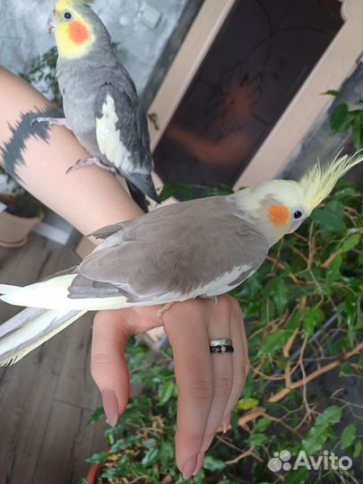 Попугай корелла с клеткой