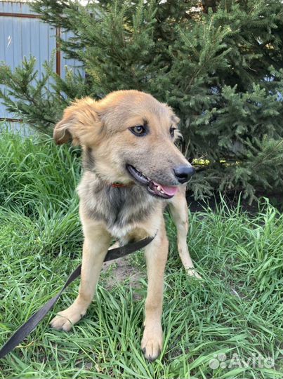 Щенок Райя в добрые руки