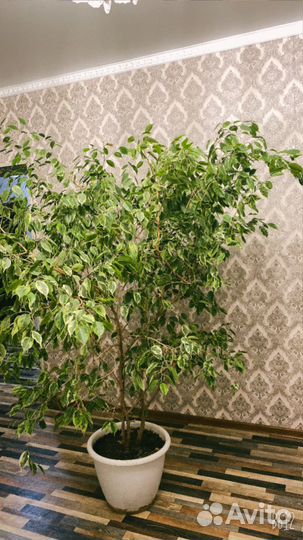 Фикус Бенджамина