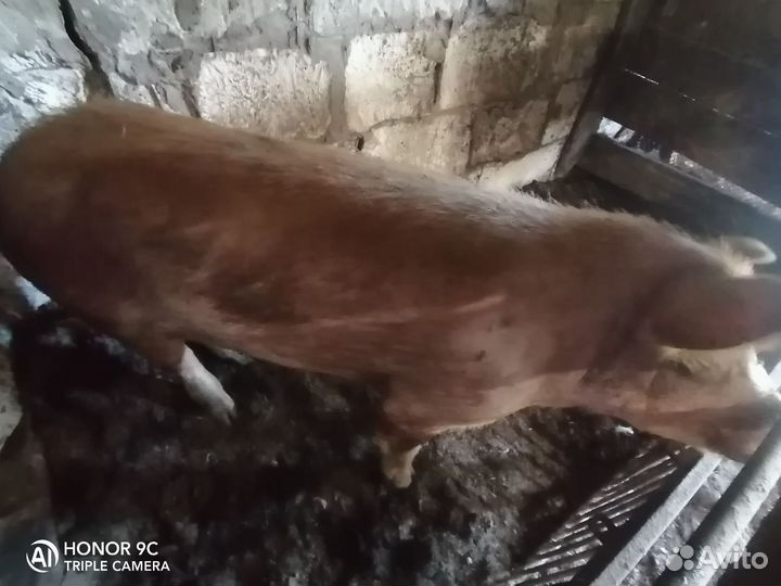 Продам кабана